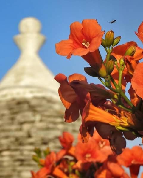 Trulli Di Ivana Остуні Екстер'єр фото